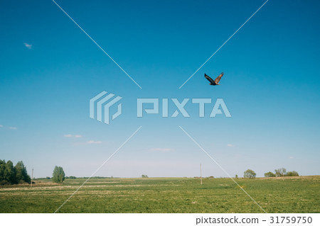 Buzzard Or Buteo Buteo Wild Bird Flies Over The 31759750