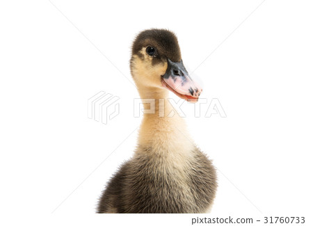 Small ducklings Small ducklings 31760733