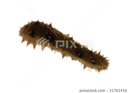 Sea cucumber 31761438