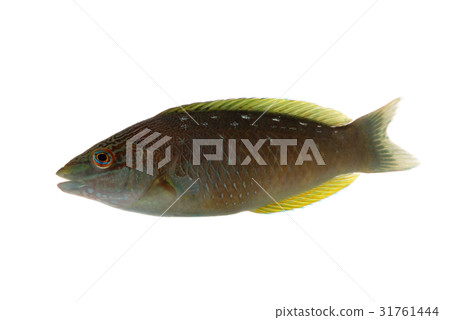 Sasano Havela Sasano Havela 31761444