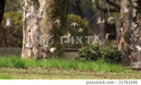 A flock of Atri's flying Koganei Park 31761696