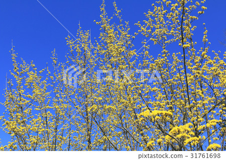 A flower of Sanshui that shines in the blue sky Koganei Park 31761698