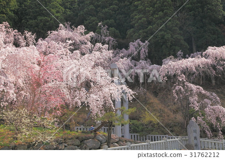 Bamboo cherry blossoms of Kawai Pass 31762212