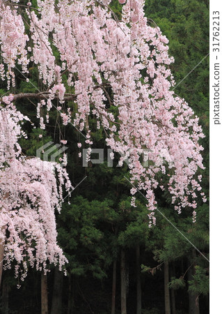 Bamboo cherry blossoms of Kawai Pass 31762213