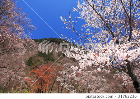 Screen folding park cherry tree full bloom 31762230
