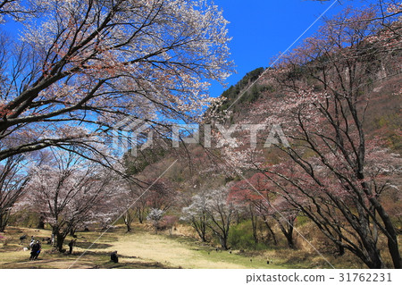 Screen folding park cherry tree full bloom 31762231