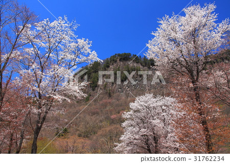 Screen folding park cherry tree full bloom 31762234