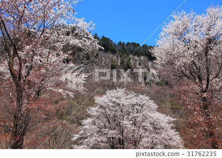 屏幕折疊公園櫻花盛開 31762235