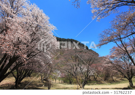 Screen folding park cherry tree full bloom 31762237