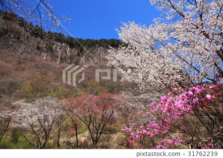 Screen folding park cherry tree full bloom 31762239