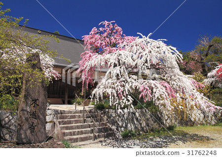 Genpei pruned peach of the exclusionary temple Genpei pruned peach of the exclusionary temple 31762248