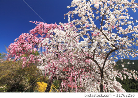 Genpei修剪了排外寺廟的桃子 31762256