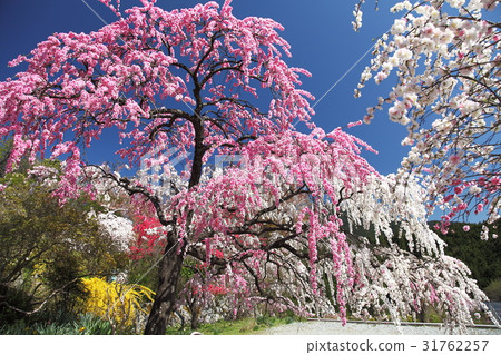 Genpei修剪了排外寺廟的桃子 31762257