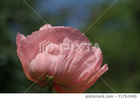 東方罌粟 東方罌粟 31762400