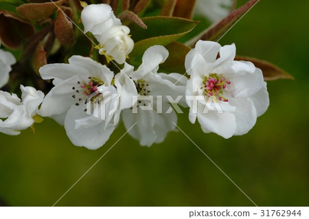 梨花開花的白花 31762944