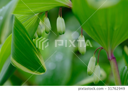 Amadoco喜歡陰涼處 31762949