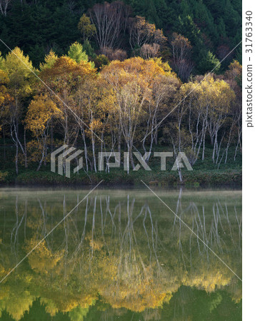 志賀高原Kidoike池塘的早晨 志賀高原Kidoike池塘的早晨 31763340