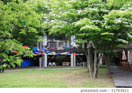 Fresh green courtyard and umbrella 31763621