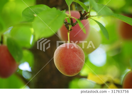 李子 李子 31763756