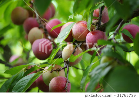 Plum Plum 31763759