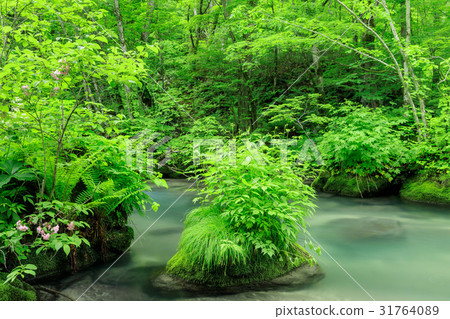 Aomori _ flower bloom Oirase stream 31764089