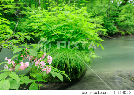 Aomori _ flower bloom Oirase stream Aomori _ flower bloom Oirase stream 31764090