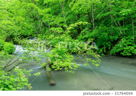 Aomori _ flower bloom Oirase stream 31764094