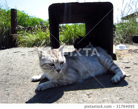 Wild cat in the fishing port 31764095