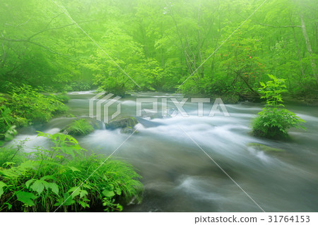 Aomori _ Mist wrapping Oirase stream 31764153
