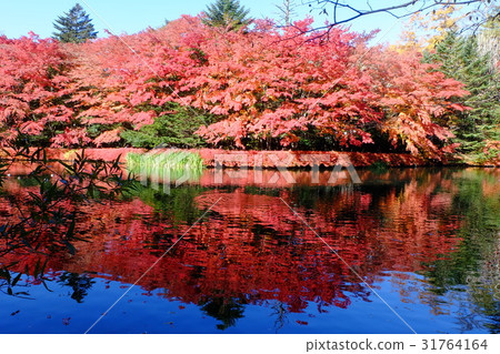 輕井澤Yunoya池塘秋葉 31764164