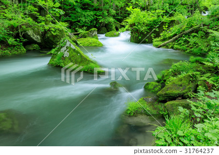 青森_Oirase溪流_阿蘇拉流 31764237