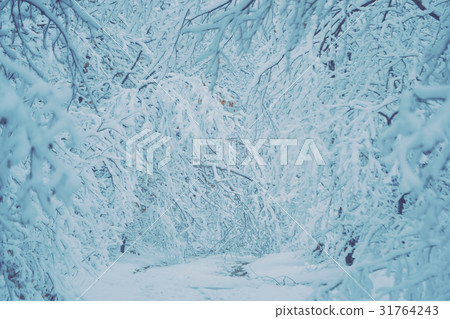 Snow-covered trees plants forest in winter filter Snow-covered trees plants forest in winter filter 31764243