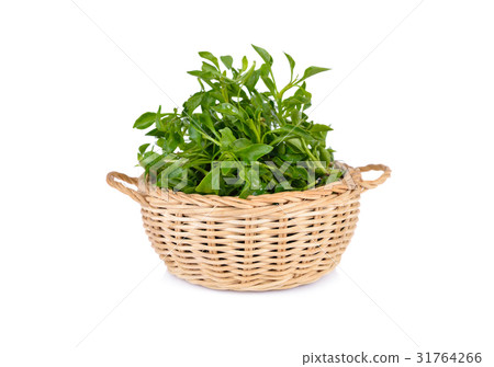 fresh watercress in bamboo basket and on white 31764266