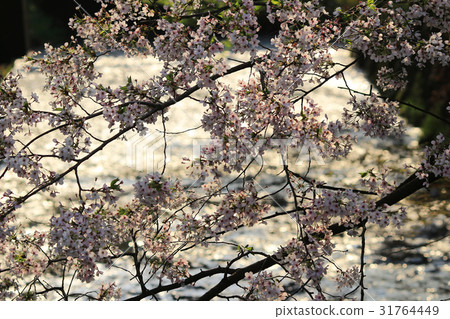 a pedestrian path that follows  31764449