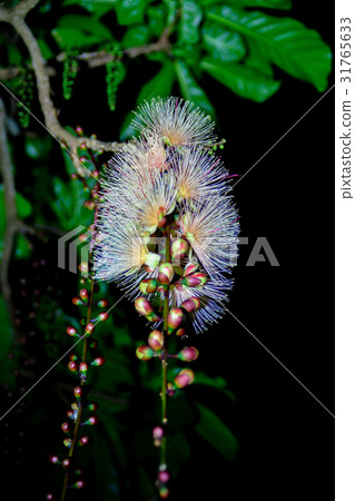 玉蕊 玉蕊 31765633