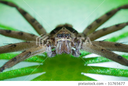 Cane Spider 31765677