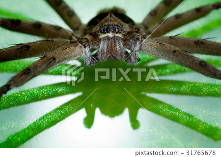 Brown spider 31765678