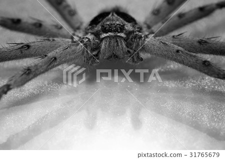 Cane Spider 31765679