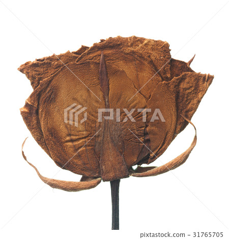 Dried rose 31765705