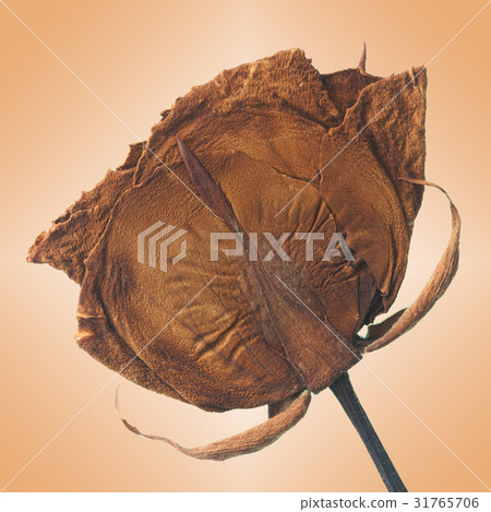 Dried rose 31765706