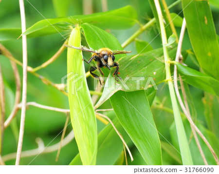 Shioyab (Shiyamushihiki) 31766090