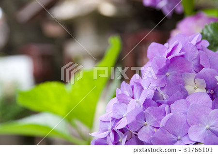 開花在寺廟的八仙花屬 31766101