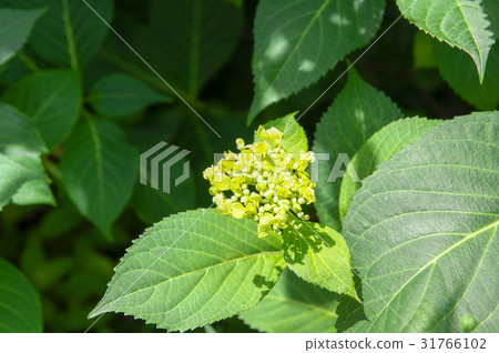 繡球花開始綻放 31766102