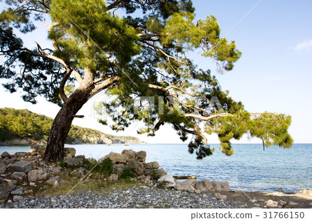Old ancient ruins of Phaselis Old ancient ruins of Phaselis 31766150