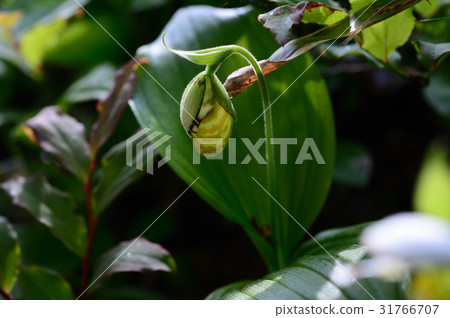 Affiliation 31766707