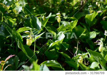 木葉納米大花杓蘭 31766709