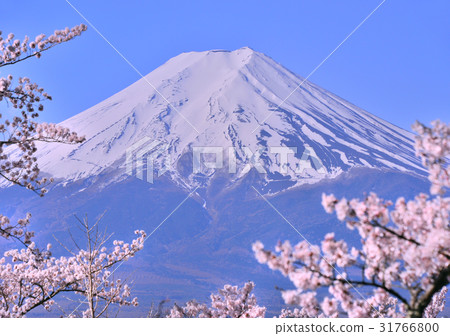 Shinagurayama淺間公園和富士山-778569盛開的櫻花 Shinagurayama淺間公園和富士山-778569盛開的櫻花 31766800