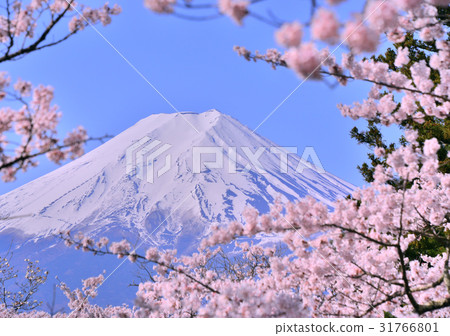 Shinagurayama淺間公園和富士山-778570盛開的櫻花盛開 Shinagurayama淺間公園和富士山-778570盛開的櫻花盛開 31766801