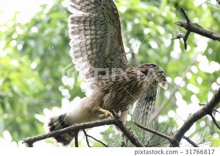 Otaka's chick 31766817