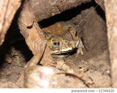 Asian common toad, Black-spined toad; 31766820